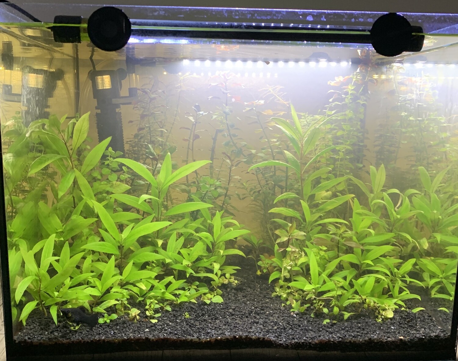 Aquarium standard complet