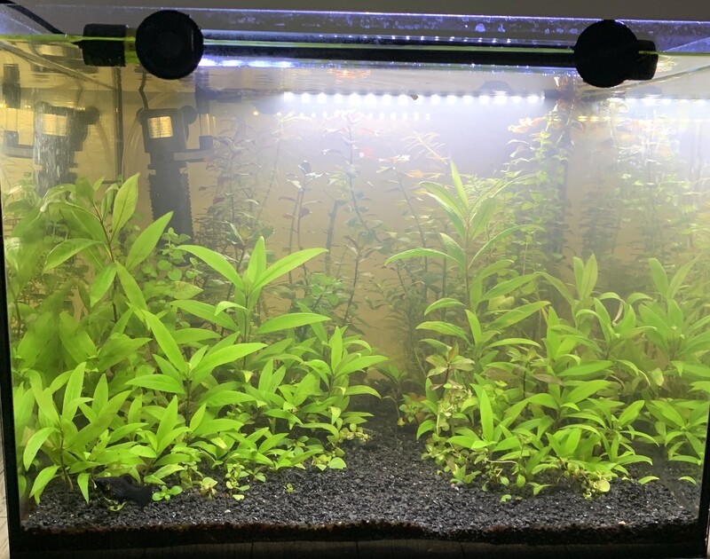 Aquarium standard complet