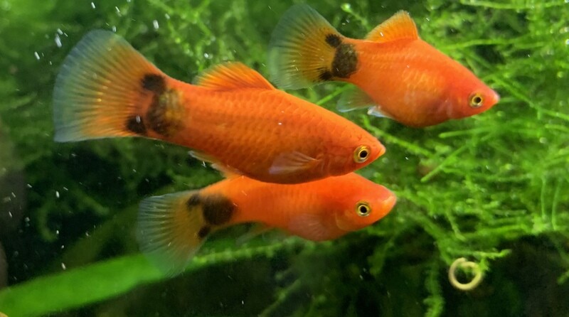 Platy mickey mousse (red sunset)