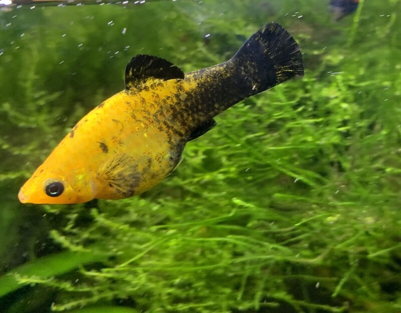 Molly Gold dust