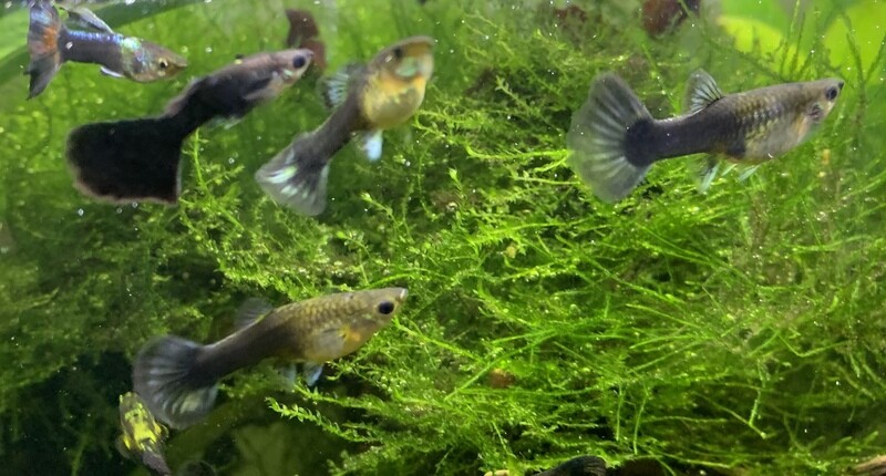 Guppy