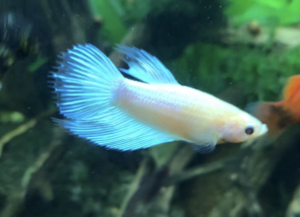 Betta male