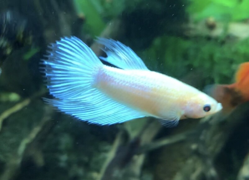Betta male