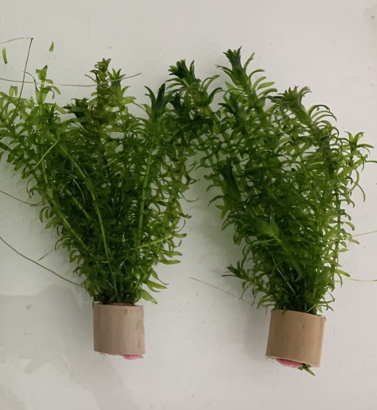 Plantes naturelles