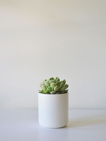 cactus pots