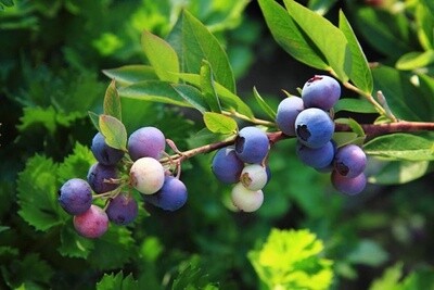Low Bush Blueberry (#1)
