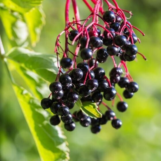 Adams American Elderberry (#3)