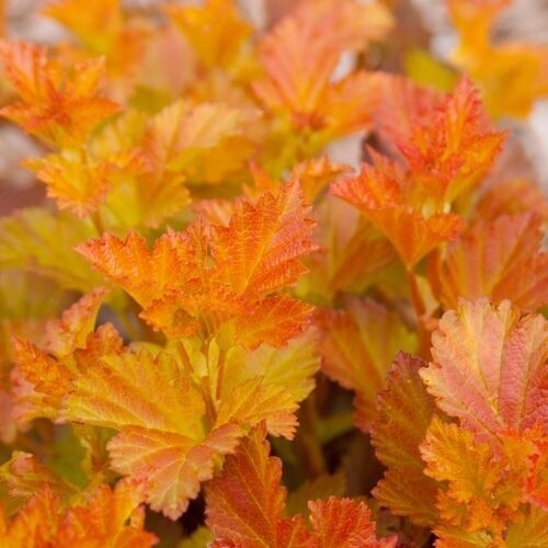 Chroma Chameleon Ninebark (#3)