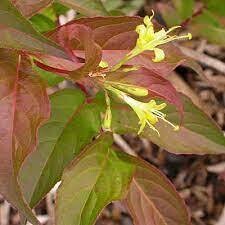 Copper Dwarf Bush Honeysuckle (#2)