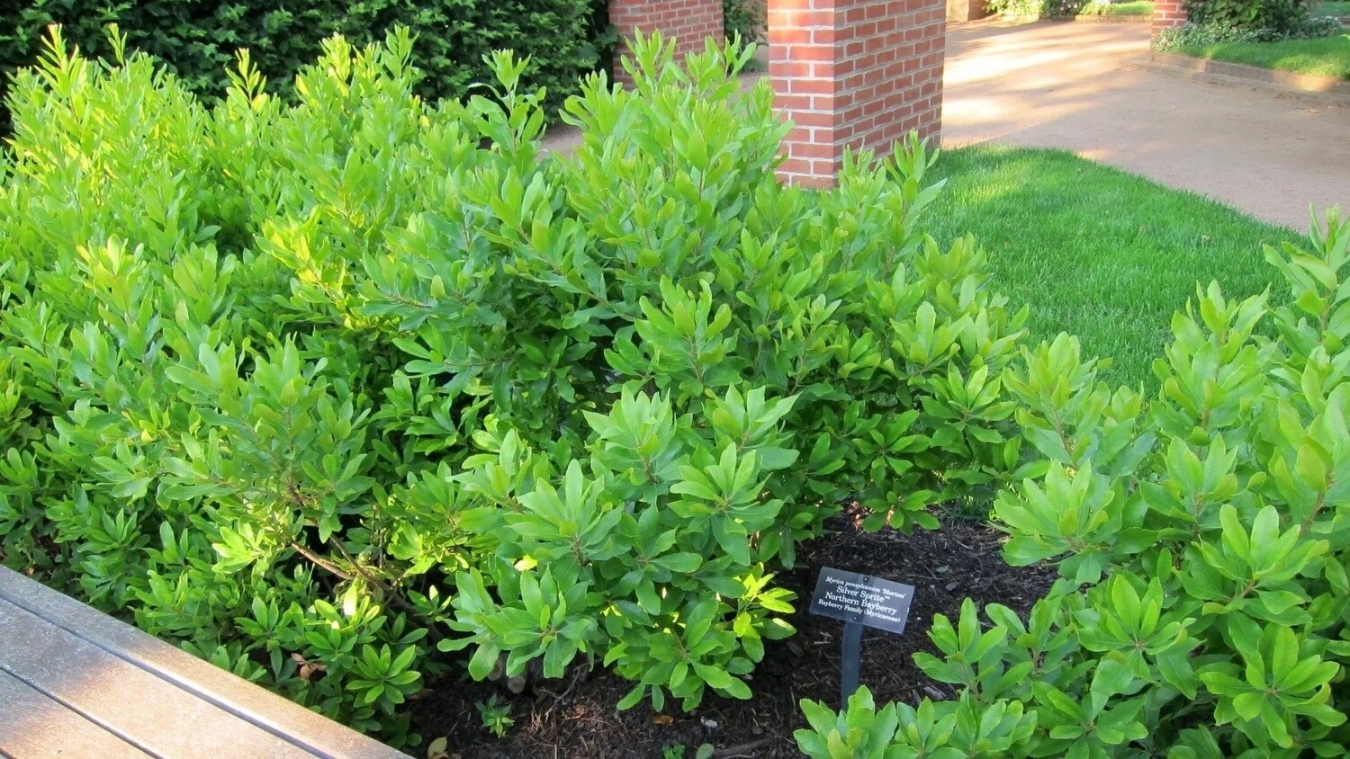 Northern Bayberry (#2)