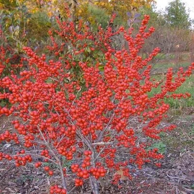 Red Sprite Winterberry (#2)