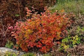 Dwarf Fothergilla (#2)