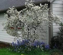 Brilliant Chokeberry (#2)
