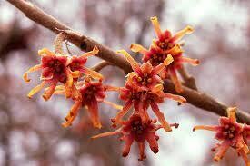 Ozark Witch Hazel (#3)