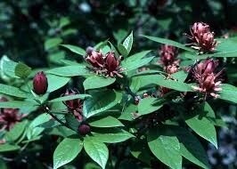 Common Sweetshrub (#3)