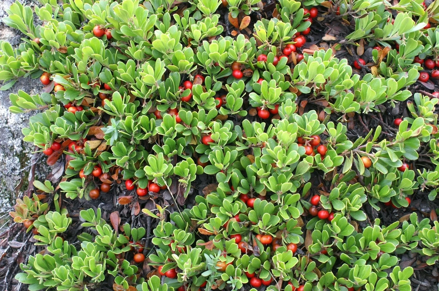 Bearberry or Kinnikinnic (#1)