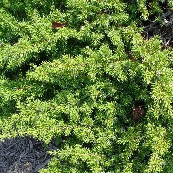 Blueberry Delight Juniper  (#2)