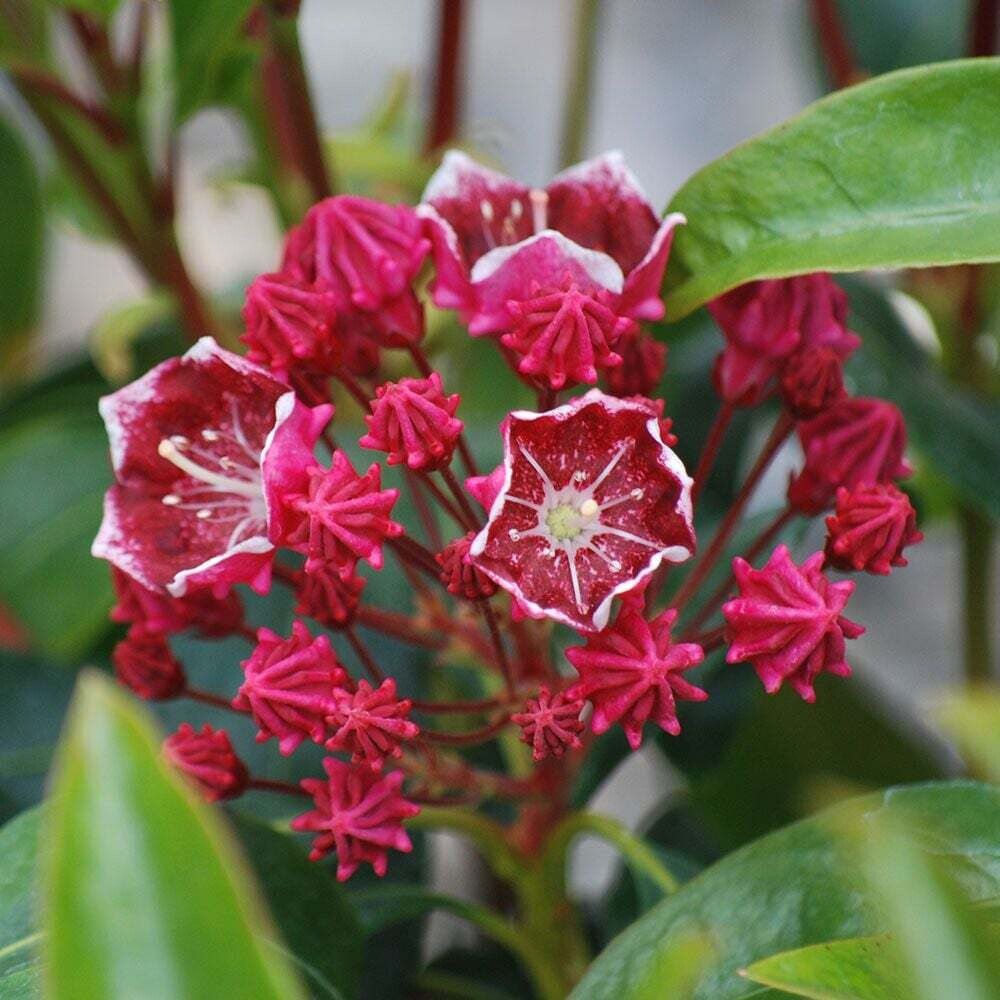 Mountain Laurel `Pink Charm`​    #3