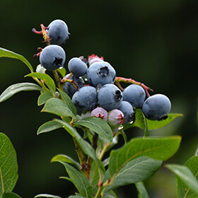 Highbush Blueberry 'Northland'  (#2)