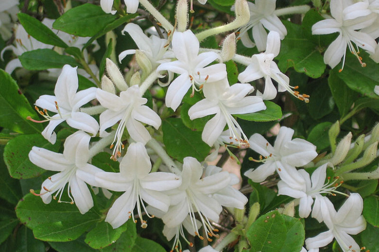 Swamp Azalea (#2)