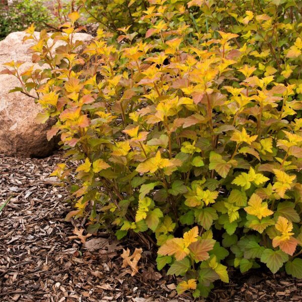 Center Glow Ninebark  (#2)