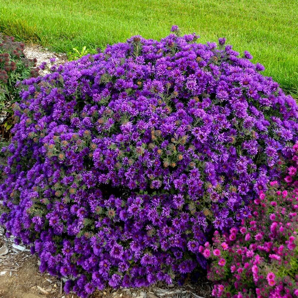 Aster novae-angliae &#39;Grape Crush&#39; (New England Aster)
