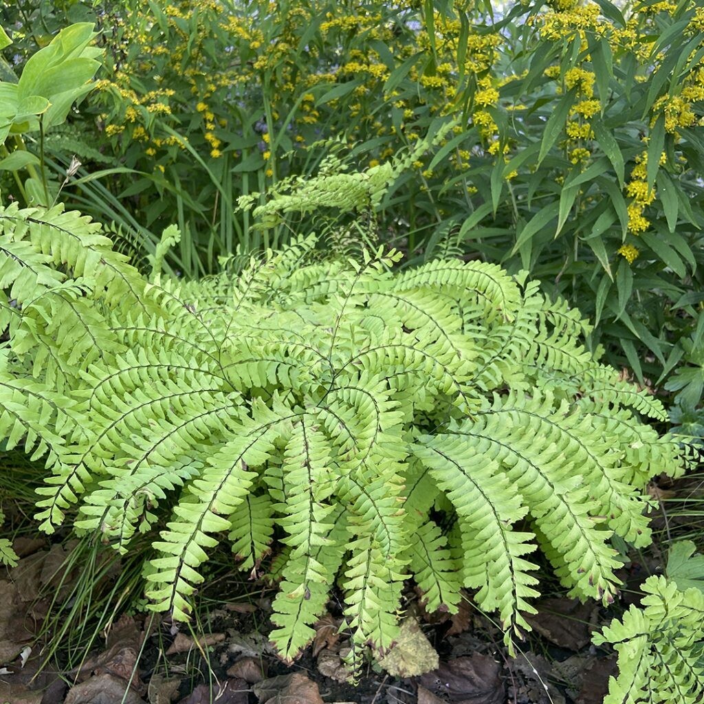 Adiantum pedatum (Northern Maidenhair Fern)