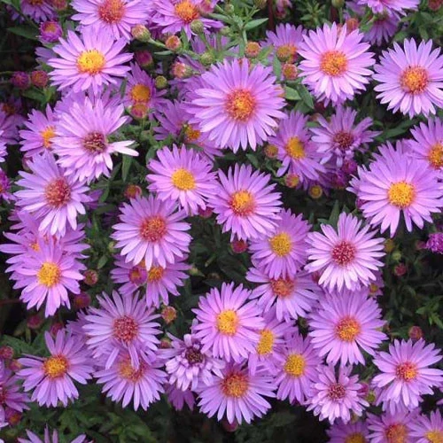 Aster dumosus &#39;Wood&#39;s Pink&#39; (Bushy Aster)