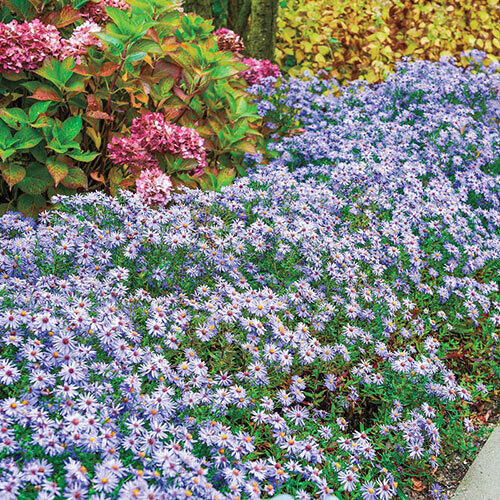 Aster dumosus &#39;Wood&#39;s Blue&#39; (Bushy Aster)