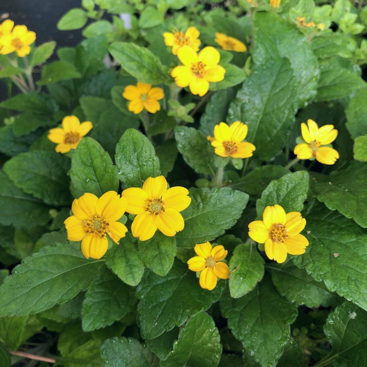 Chrysogonum virginianum (Green and Gold)