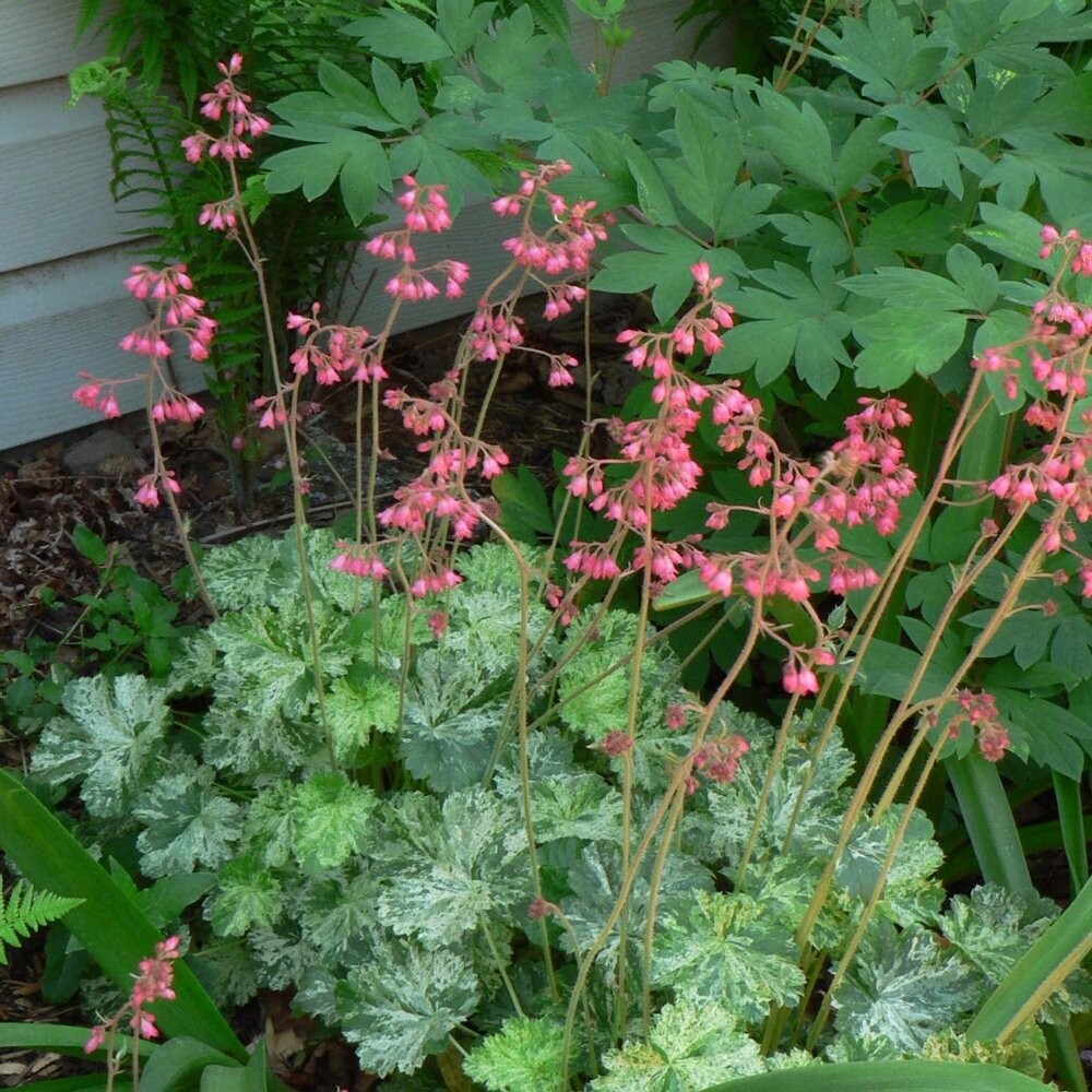 Heuchera americana &#39;Dale&#39;s Strain&#39; (American alumroot)