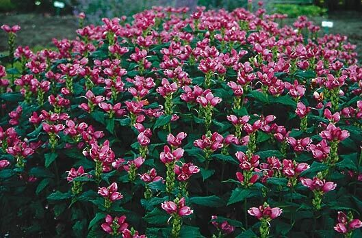 Chelone lyonii ‘Hot Lips’ (Turtlehead)