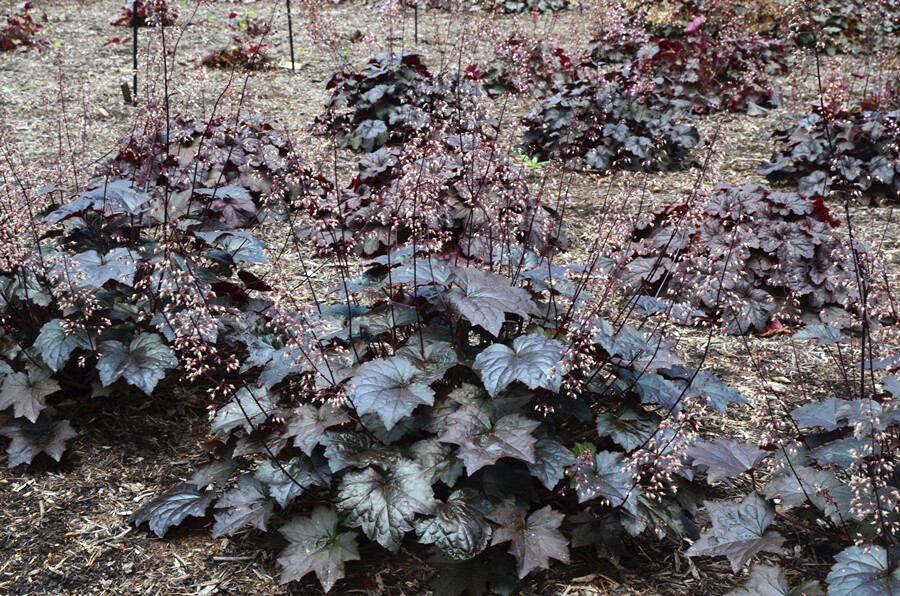 Heuchera villosa &#39;Blackout&#39; (Hairy Alumroot)