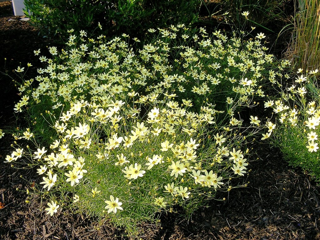 Coreopsis verticillata &#39;Moonbeam&#39; (Threadleaf coreopsis)