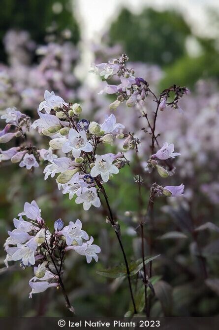Penstemon digitalis &#39;Blackbeard&#39; (Beardtongue)