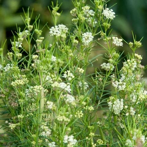 Asclepias verticillata (Whorled milkweed)