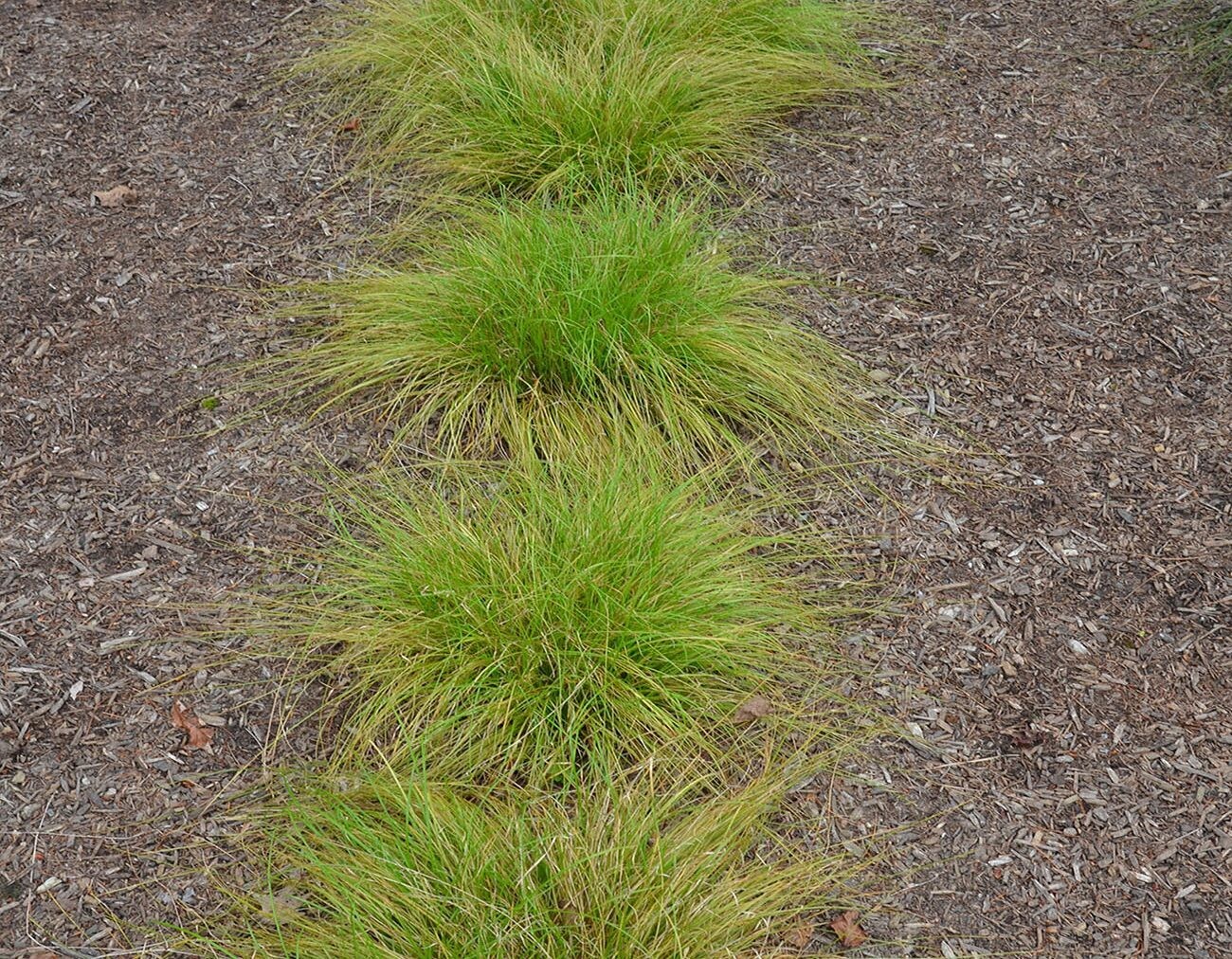 Carex socialis (Low woodland sedge)