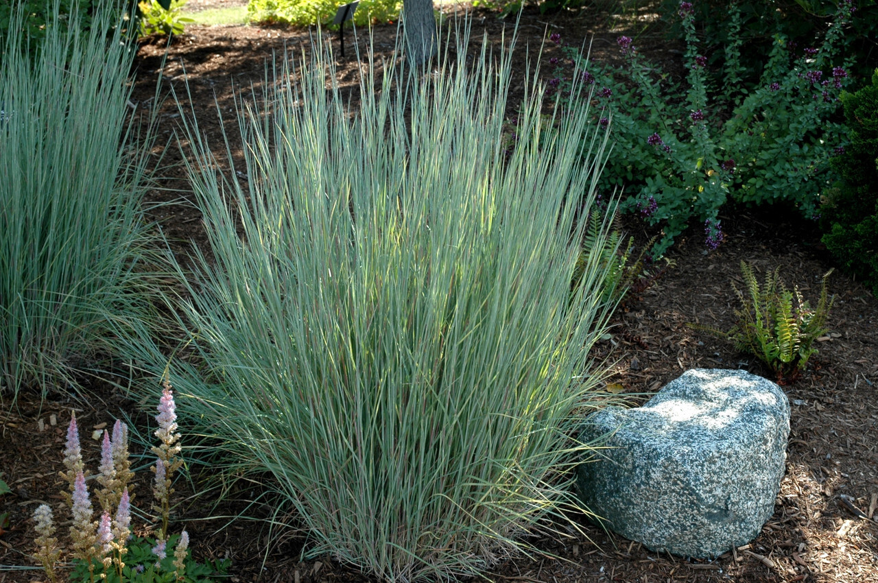Schizachyrium scoparium &#39;The Blues&#39; (Little bluestem)