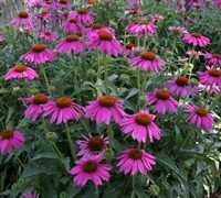 Echinacea purpurea &#39;Kim&#39;s Knee High&#39; (Purple coneflower)