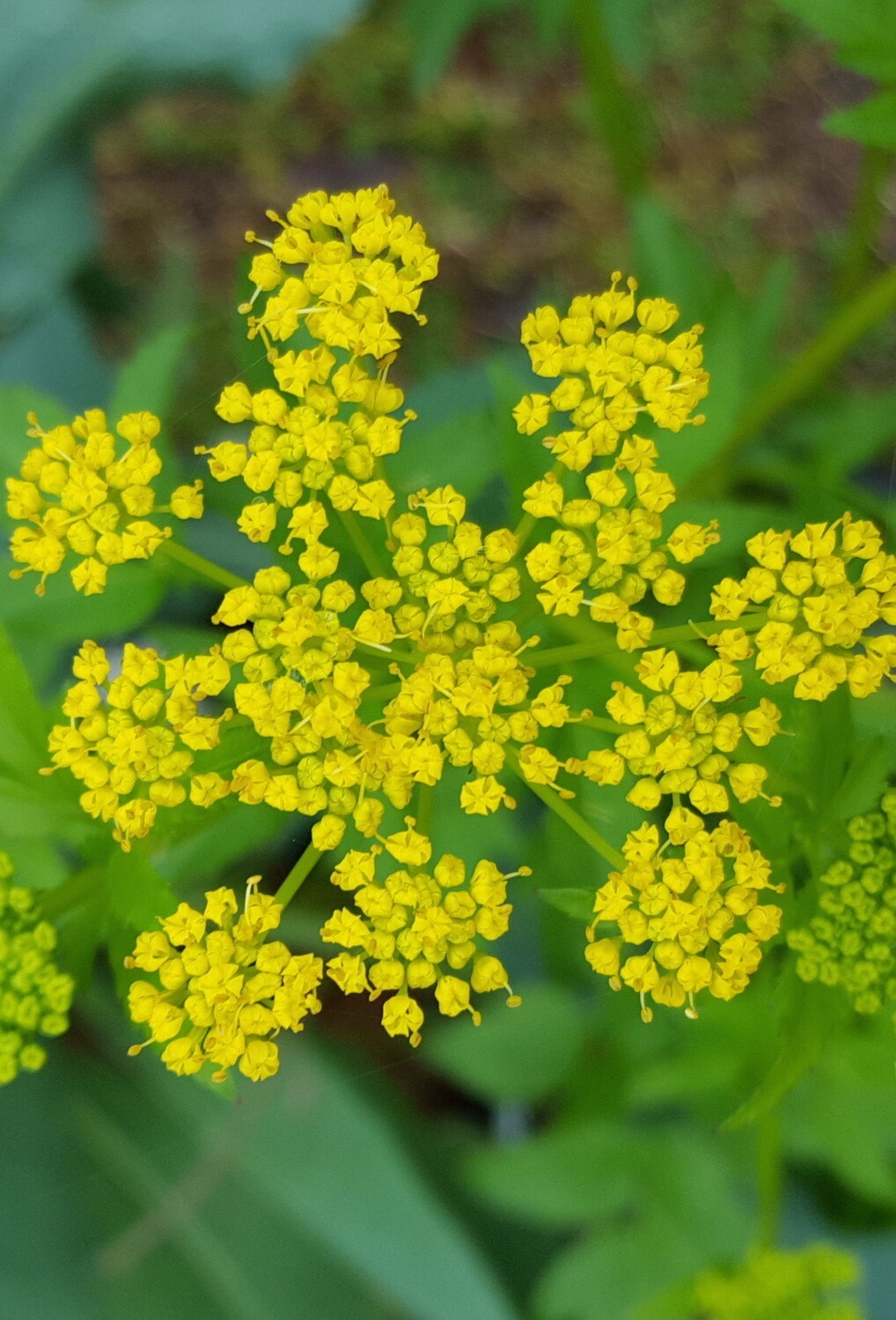 Zizia aurea (Golden Alexander)