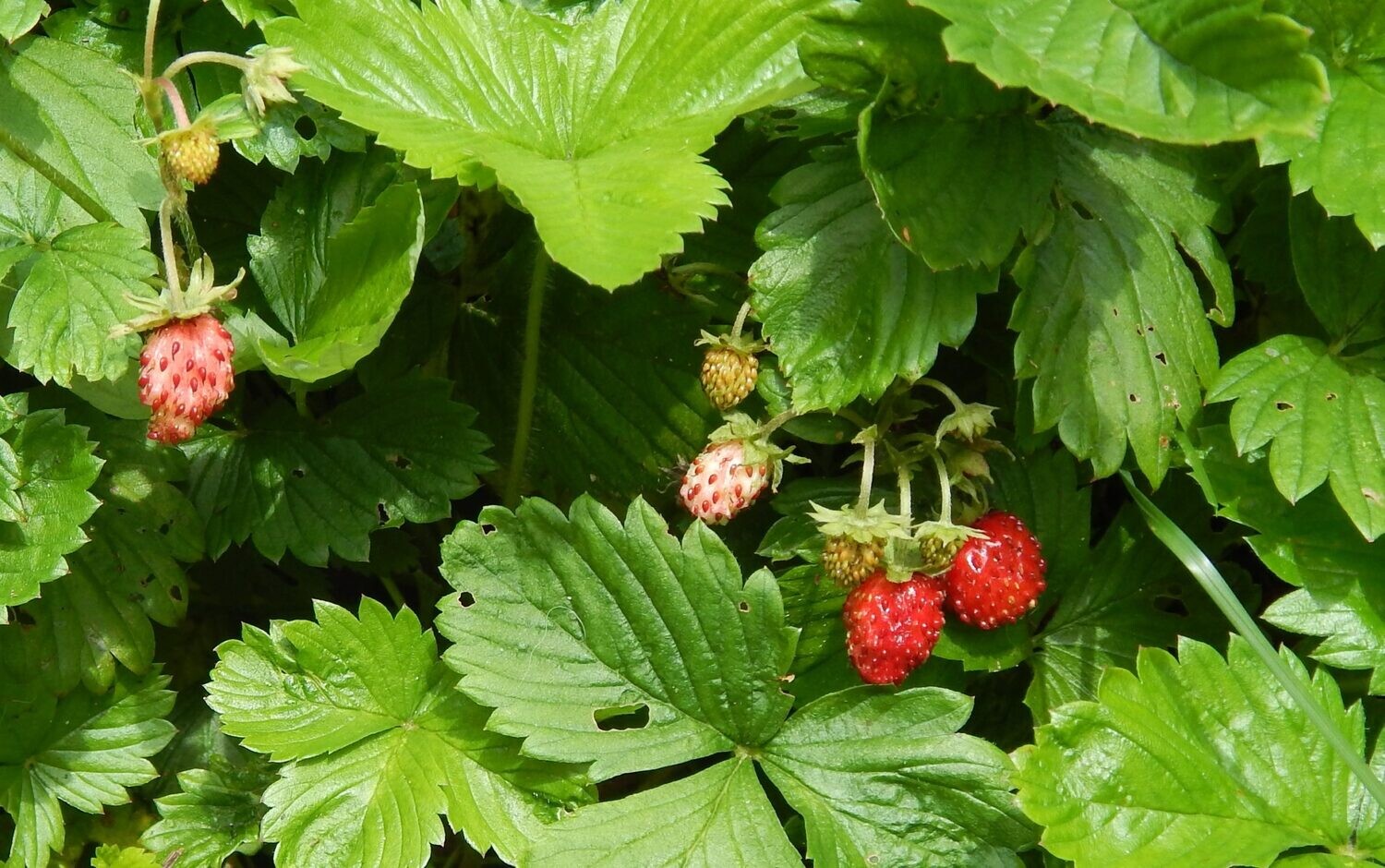 Fragaria virginiana (Virginia Strawberry)