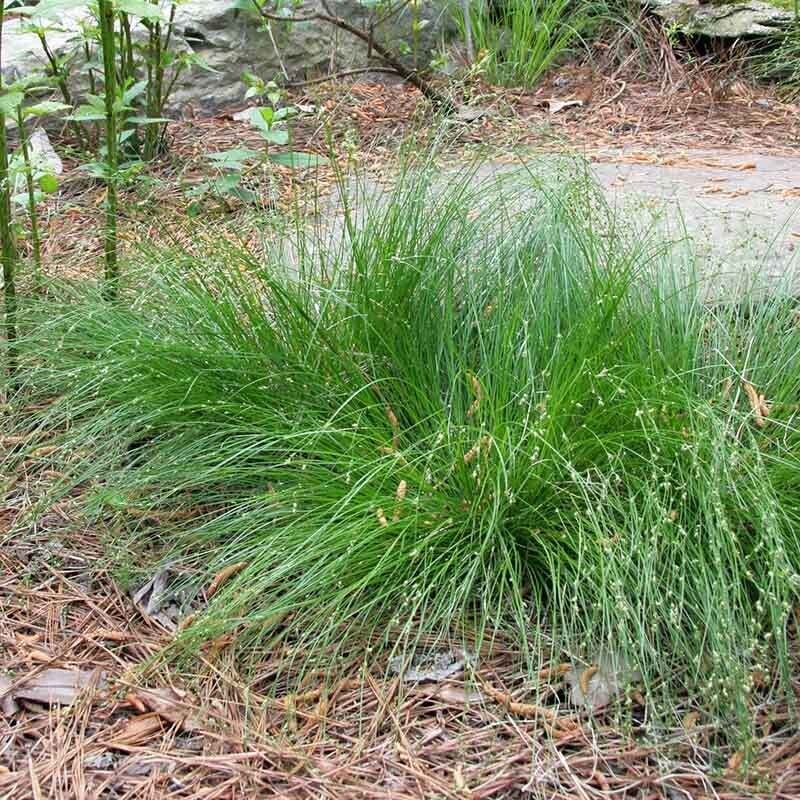Carex appalachica (Appalachian sedge)