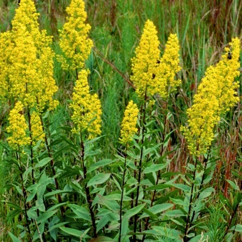 Solidago speciosa (Showy Goldenrod)