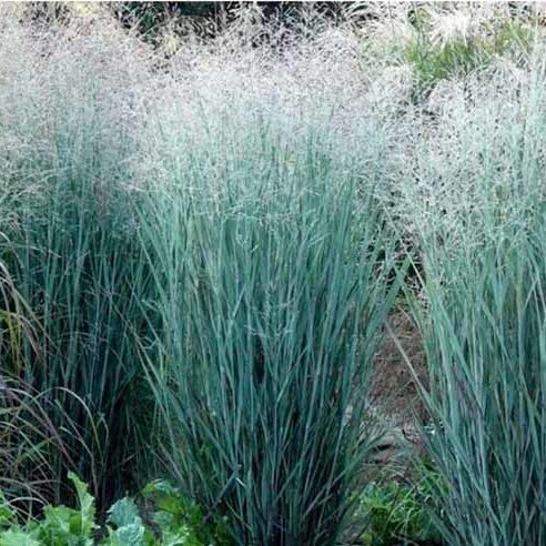 Panicum virgatum &#39;Heavy Metal&#39; (Panic grass)