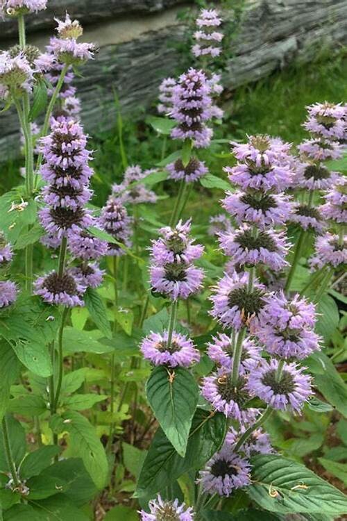 Blephilia ciliata (Downy Wood Mint)