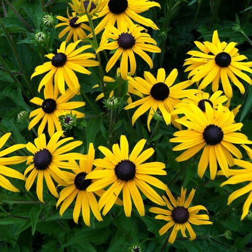 Rudbeckia fulgida &#39;Goldblitz’ (Black-eyed Susan)
