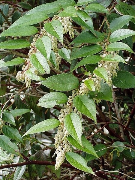 Fetterbush (#2)