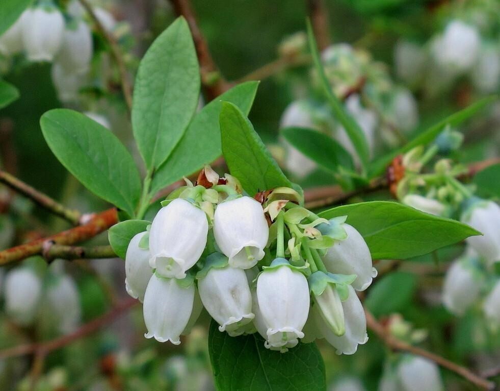 Highbush Blueberry (#2)