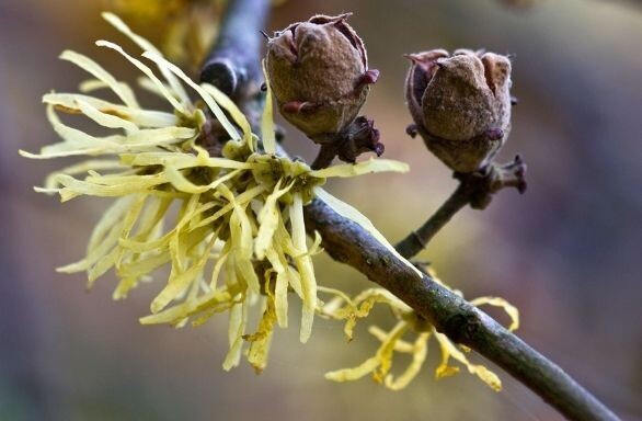 Common Witch Hazel