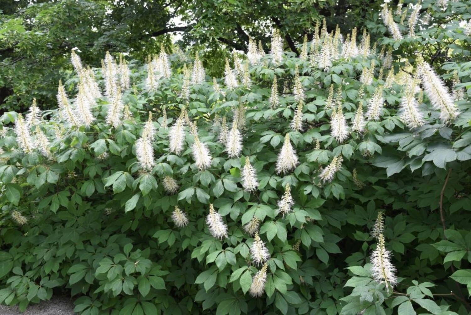 Bottlebrush Buckeye (#3)